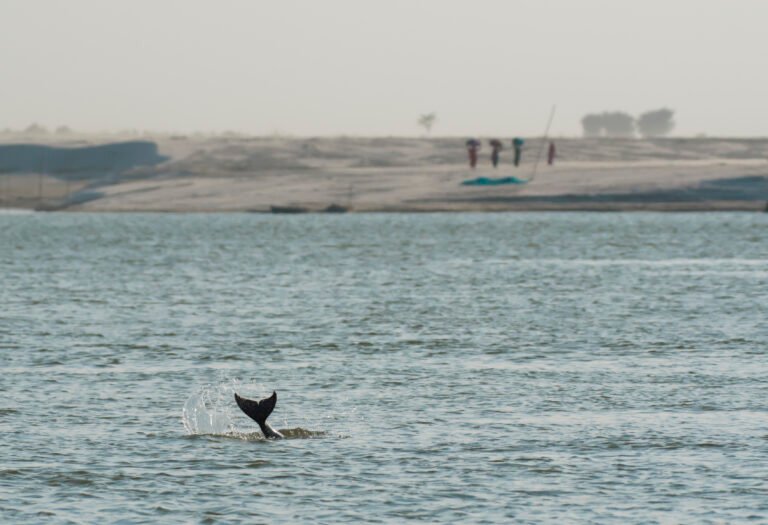Vikramshila Gangetic Dolphin Sanctuary
